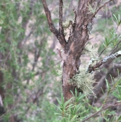 Kunzea ericoides at Undefined, ACT - 1 Jan 2020 04:47 PM