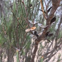 Hakea microcarpa (Small-fruit Hakea) at Undefined, ACT - 1 Jan 2020 by JaneR