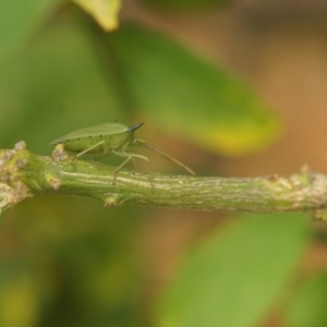 Biprorulus bibax at Shoalhaven Heads, NSW - 1 Jan 2020