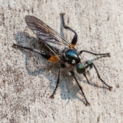 Laphria telecles (A robber-fly) at Namadgi National Park - 26 Dec 2019 by rawshorty