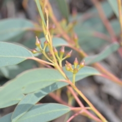 Eucalyptus macrorhyncha (Red Stringybark) at Wamboin, NSW - 25 Oct 2019 by natureguy