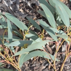 Eucalyptus macrorhyncha at Wamboin, NSW - 25 Oct 2019 07:41 PM