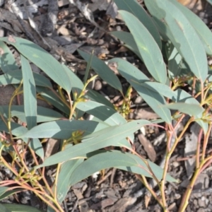Eucalyptus macrorhyncha at Wamboin, NSW - 25 Oct 2019