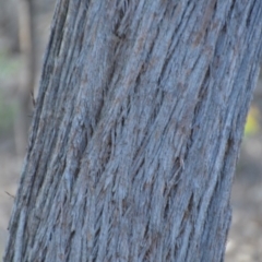 Eucalyptus macrorhyncha at Wamboin, NSW - 25 Oct 2019