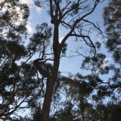 Eucalyptus macrorhyncha at Wamboin, NSW - 25 Oct 2019