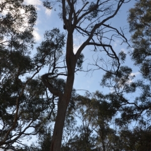 Eucalyptus macrorhyncha at Wamboin, NSW - 25 Oct 2019