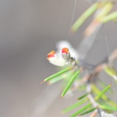 Dillwynia sieberi (Sieber's Parrot Pea) at Wamboin, NSW - 25 Oct 2019 by natureguy