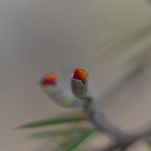 Dillwynia sieberi at Wamboin, NSW - 25 Oct 2019 07:13 PM