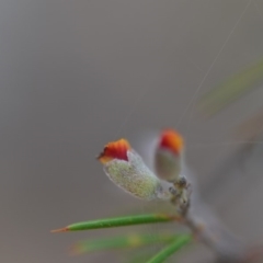 Dillwynia sieberi at Wamboin, NSW - 25 Oct 2019