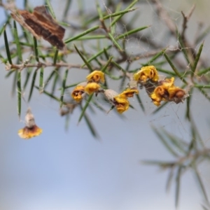 Dillwynia sieberi at Wamboin, NSW - 25 Oct 2019