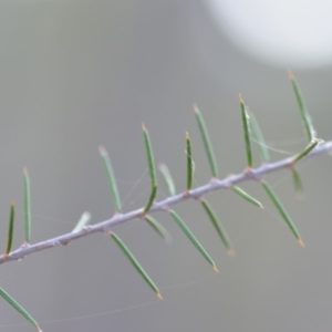 Dillwynia sieberi at Wamboin, NSW - 25 Oct 2019 07:13 PM