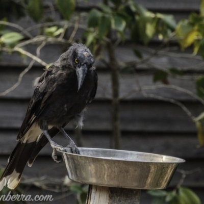 Strepera graculina (Pied Currawong) at Hughes, ACT - 28 Dec 2019 by BIrdsinCanberra