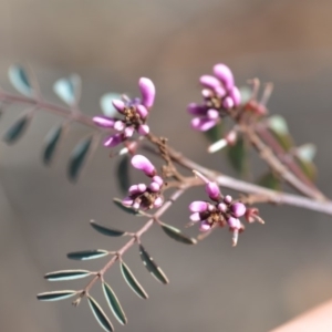 Indigofera australis subsp. australis at Wamboin, NSW - 25 Oct 2019