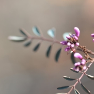 Indigofera australis subsp. australis at Wamboin, NSW - 25 Oct 2019