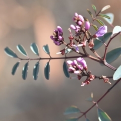 Indigofera australis subsp. australis at Wamboin, NSW - 25 Oct 2019 07:19 PM