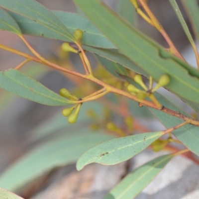 Eucalyptus mannifera (Brittle Gum) at QPRC LGA - 25 Oct 2019 by natureguy