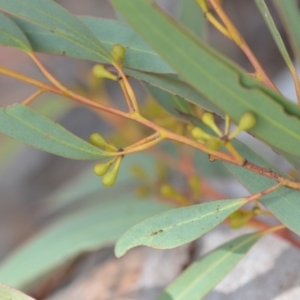 Eucalyptus mannifera at Wamboin, NSW - 25 Oct 2019