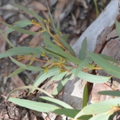 Eucalyptus mannifera at Wamboin, NSW - 25 Oct 2019