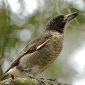 Cracticus torquatus at Burradoo - 2 Jan 2020