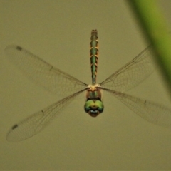 Hemicordulia australiae (Australian Emerald) at Franklin, ACT - 2 Jan 2020 by JohnBundock