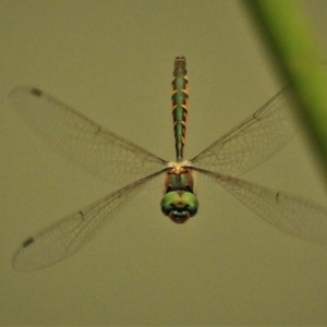 Hemicordulia australiae at Franklin, ACT - 2 Jan 2020