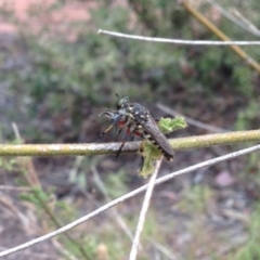 Thereutria amaraca (Spine-legged Robber Fly) at Aranda, ACT - 2 Jan 2020 by KMcCue
