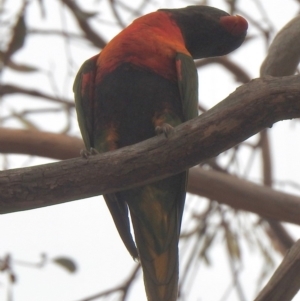 Trichoglossus moluccanus at Aranda, ACT - 2 Jan 2020