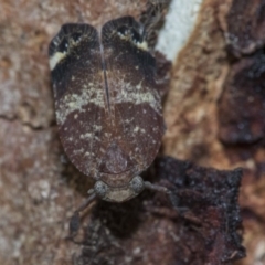 Platybrachys decemmacula at Higgins, ACT - 2 Jan 2020