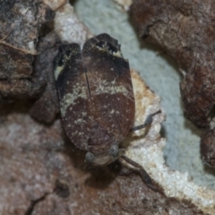 Platybrachys decemmacula at Higgins, ACT - 2 Jan 2020