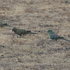 Psephotus haematonotus (Red-rumped Parrot) at Higgins, ACT - 2 Jan 2020 by AlisonMilton