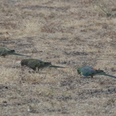 Psephotus haematonotus at Higgins, ACT - 2 Jan 2020