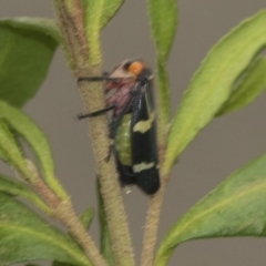 Eurymeloides pulchra (Gumtree hopper) at Higgins, ACT - 1 Jan 2020 by AlisonMilton