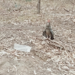 Callocephalon fimbriatum (Gang-gang Cockatoo) at Campbell, ACT - 2 Jan 2020 by Wfgcct