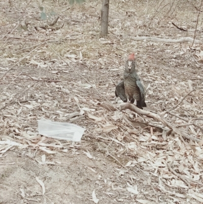 Callocephalon fimbriatum (Gang-gang Cockatoo) at GG37 - 2 Jan 2020 by Wfgcct