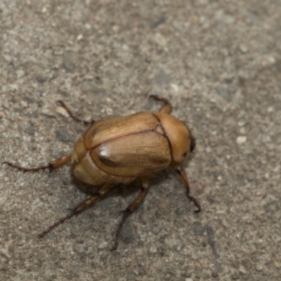 Cyclocephala signaticollis (Argentinian scarab) at Higgins, ACT - 2 Jan 2020 by AlisonMilton