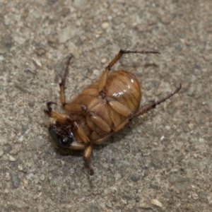 Cyclocephala signaticollis at Higgins, ACT - 2 Jan 2020