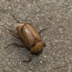 Cyclocephala signaticollis at Higgins, ACT - 2 Jan 2020