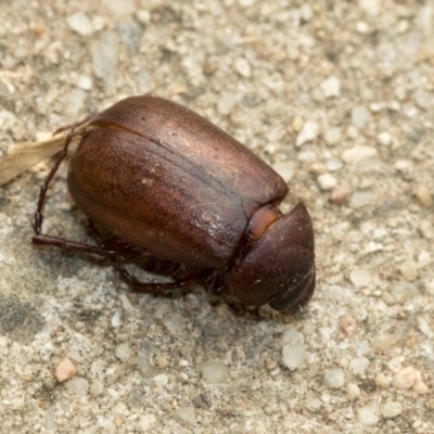 Melolonthinae sp. (subfamily) (Cockchafer) at Higgins, ACT - 2 Jan 2020 by AlisonMilton