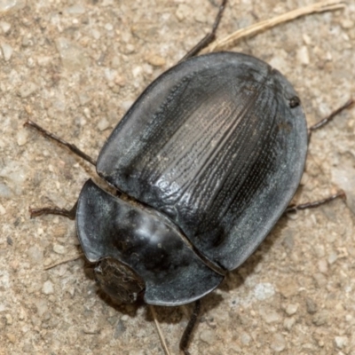 Pterohelaeus piceus (Pie-dish beetle) at Higgins, ACT - 2 Jan 2020 by AlisonMilton