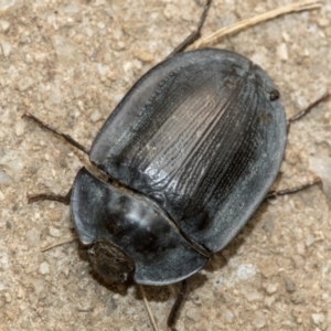 Pterohelaeus piceus at Higgins, ACT - 2 Jan 2020