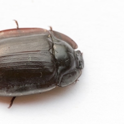 Pterohelaeus piceus (Pie-dish beetle) at Higgins, ACT - 2 Jan 2020 by AlisonMilton