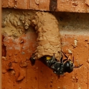 Megachile sp. (several subgenera) at Kambah, ACT - 2 Jan 2020