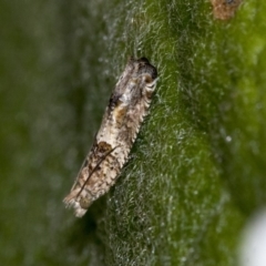 Crocidosema plebejana (Cotton Tipworm Moth) at Higgins, ACT - 28 Dec 2019 by AlisonMilton