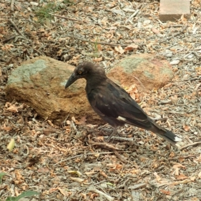 Strepera graculina (Pied Currawong) at Cook, ACT - 2 Jan 2020 by CathB