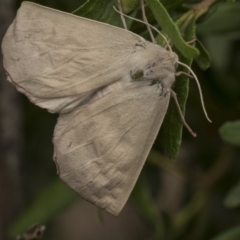 Lepidoptera unclassified ADULT moth (Unidentified - Moth) at Higgins, ACT - 1 Jan 2020 by AlisonMilton