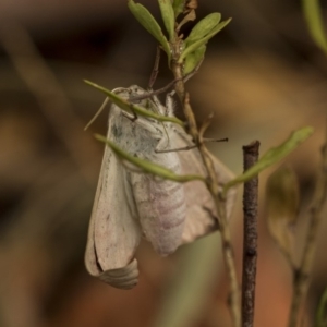 Lepidoptera unclassified ADULT moth at Higgins, ACT - 2 Jan 2020 09:48 AM