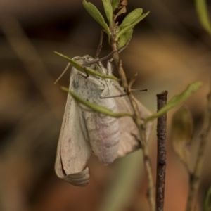 Lepidoptera unclassified ADULT moth at Higgins, ACT - 2 Jan 2020
