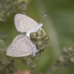 Zizina otis (Common Grass-Blue) at Higgins, ACT - 1 Jan 2020 by AlisonMilton