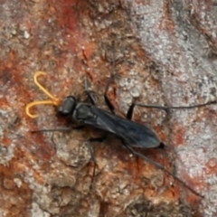 Pompilidae (family) (Unidentified Spider wasp) at Acton, ACT - 1 Jan 2020 by HelenCross