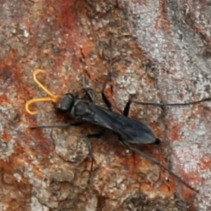 Pompilidae (family) at Acton, ACT - 1 Jan 2020